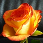 High & Magic Roses d'Equateur Ethiflora